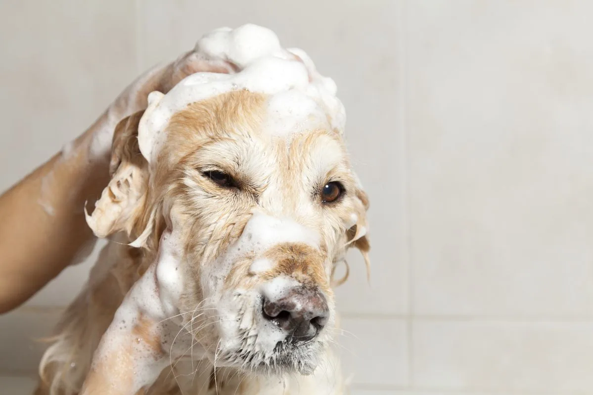 A groomer lathering a golden retriever in a Snout Studios bathing station