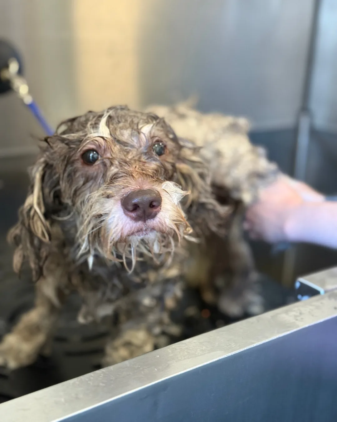 A groomer bathing a doodle at the Snout Studios Downtown LA location