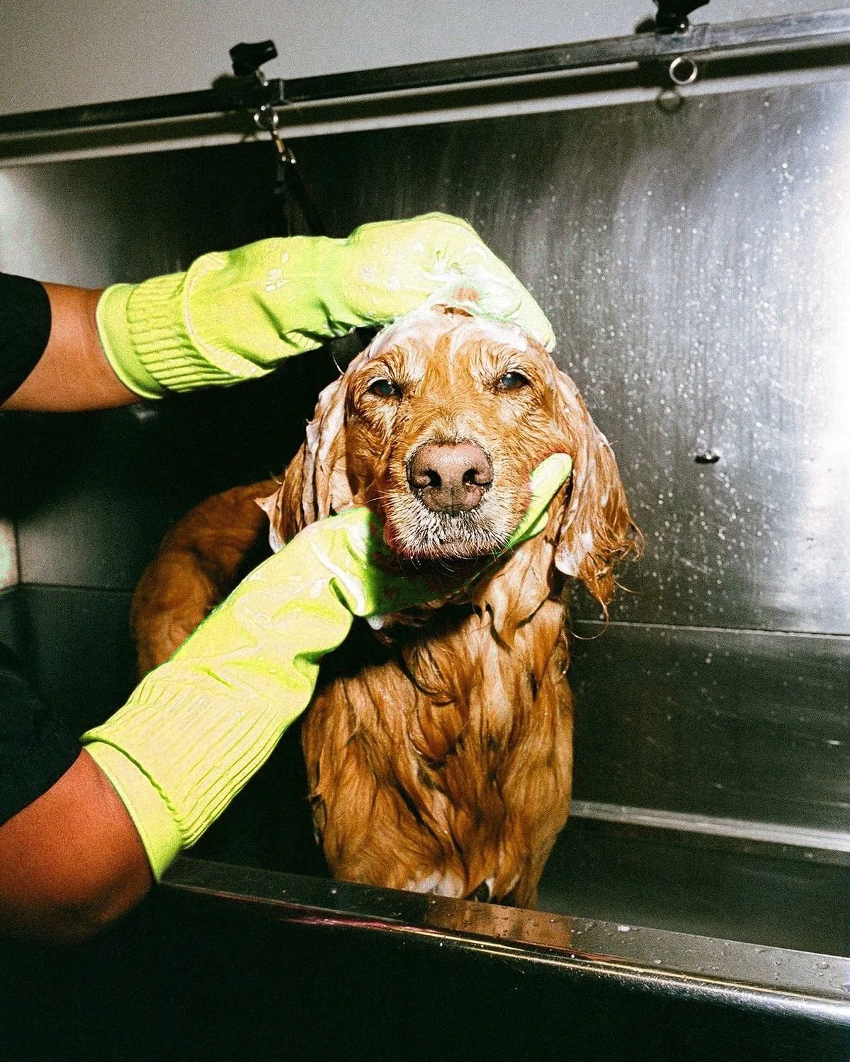 A groomer washing a golden retriever in a Snout Studios bathing station