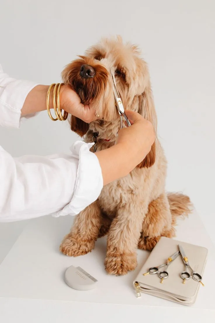 A Snout Studios groomer shaping a dog's coat with professional shears